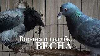 Ворона и голубь. Весна