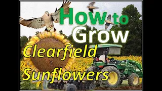 Planting SUNFLOWERS for DOVES without a Planter | Best "How I" Video on the Internet