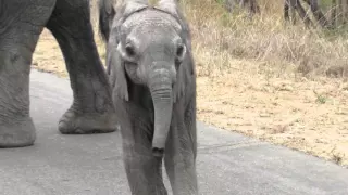 Elephant with small baby, amazing interaction and behaviour..