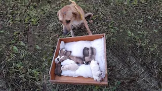 Rescue Mother Dog & 9 Puppies Who're Abandoned With A Blackmail From Bastard Owner