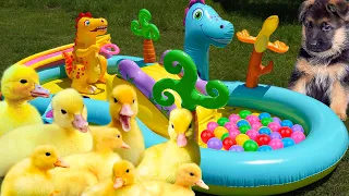 Cute Ducklings and a Funny Dog Play in an Inflatable Water Park