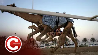 Carreras de camellos, el furor en Qatar