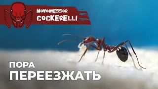 ЗАСЕЛЕНИЕ НОВОМЕССОРОВ В ФОРМИКАРИЙ | Novomessor cockerelli