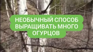 Как выращивать много огурцов Необычный способ