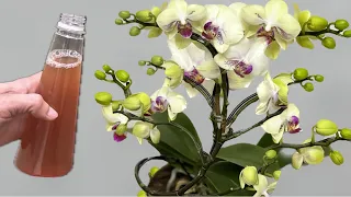 I poured 1 bottle into the roots! Orchids bloom easily all year round