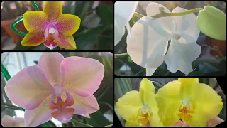 Начало зимней сказки🌸Цветение Орхидей ФАЛЕНОПСИС🌱Легато🌱Сого Лоуренс🌸Чарминг Кристал Вотер🌱Феррара