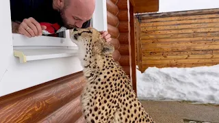 Cheetah Gerda walks in a downpour looking for food!