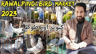 Rawalpindi Bird Mandi 🐦2023 |beautiful pigeon and parrots