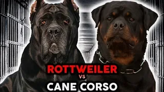 CANE CORSO VS ROTTWEILER! The Best Guard Dog Breed!