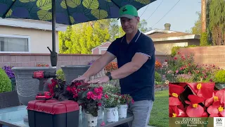 Amazing Annuals + Proper Set Up = Success!! 🪴 | Gardening with the Williams'