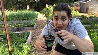 Full May Garden Tour | The BEST Way to Increase the Harvest and EATING Flowers