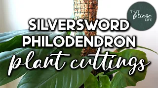 How to Grow a Silver Sword Philodendron up a Moss Pole