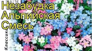 Незабудка обыкновенная Альпийская смесь. Краткий обзор, описание характеристик myosotis alpestris