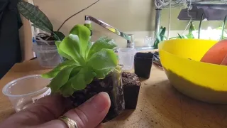 Pinguicula separation and potting.