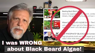 BLACK BEARD ALGAE [the *REAL* Reason it's GONE!]