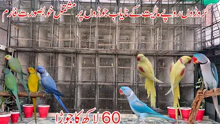 Lutino alexandrine | Yellow Raw | Blue alexandrine | Blue Raw | Ringneck & Raw Breeding Farm Multan