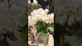 Витрина цветочного магазина / Geneva 2019