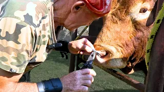 I replace the rings in the bull's nose with scissors! A trip to town for tools