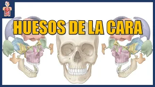 ANATOMÍA - HUESOS DE LA CARA (VISCEROCRÁNEO/ESQUELETO FACIAL)