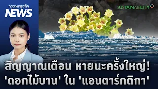 'ดอกไม้บาน' ใน 'แอนตาร์กติกา' สัญญาณเตือนหายนะครั้งใหญ่ของโลก | กรุงเทพธุรกิจNEWS