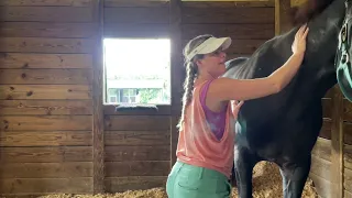 30 Minute Equine Massage  | Stephanie Chan