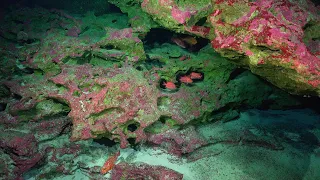 Seeing the Deep | Unexplored Seamounts of the Salas y Gómez Ridge - Week 2