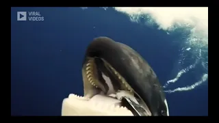 Orca trying to feed a diver with an offering of fish