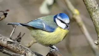 Bird Facts: The Eurasian Blue Tit