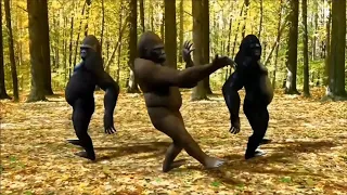 1 Hour Gorilla Dancing