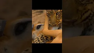 leopard. Impala