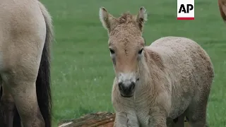 Back from extinction: Rare foals born in the UK