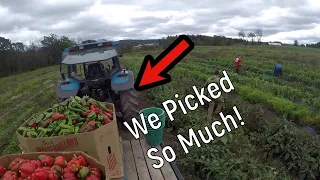 A Day in the life of a Vegetable Farmer (Farm vlog #2)