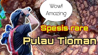 Spesis rare!! Rafflesia always senyum Pulau Tioman.