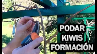 Poda Así El Kiwi Y Tendrás Grandes Frutos || La Huertina De Toni