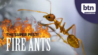 Super Pest Fire Ants - Behind the News