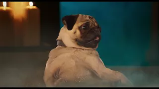 Show Dogs (Official Teaser)