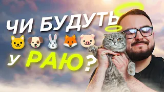 Тварини і християнство🐰🦊 Стерилізація, Чи можна молитися? Куди ідуть після смерті?