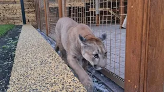 Месси ищет Герду. Заочное знакомство.