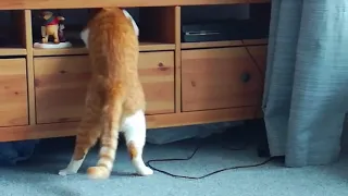 Mischievous cats compilation
