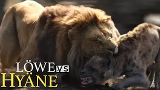 Lions vs Hyenas - Eternal Rivals - Animal Fight