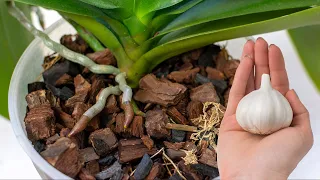 Garlic, who knew that both roots and flowers grew 200 times longer in orchids!