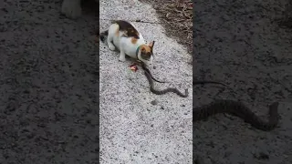 시골 고양이 뱀을 산체로 식사중