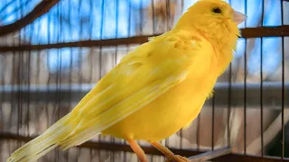 The ultimate canary singing video from a legend - Powerful training song