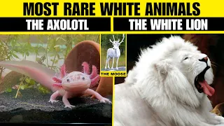 Most Rare white animals 👻