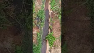 Funcionários gravam vídeo preocupados com barragem em Brumadinho; Vale diz que não há problema