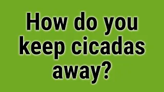 How do you keep cicadas away?