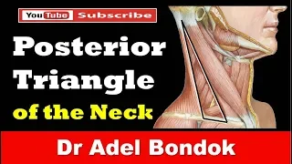 Posterior Triangle of the Neck, Dr Adel Bondok