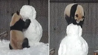 Face-Planting Panda Won't Give Up In Battle Against Snowman