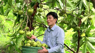 Harvesting Forest Fruits goes to the market sell - Taking care of pets - Solo Survival