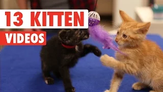 13 Funny Kitten Videos Compilation 2016